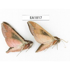 Sphingidae sp. China, Yunnan, Lijiang, S of Mt.Yunling. 2Pcs. EA1817.