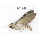 Sphingidae sp. China, Yunnan, Lijiang, S of Mt.Yunling. 1Pcs. EA1820.