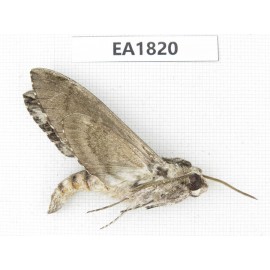 Sphingidae sp. China, Yunnan, Lijiang, S of Mt.Yunling. 1Pcs. EA1820.