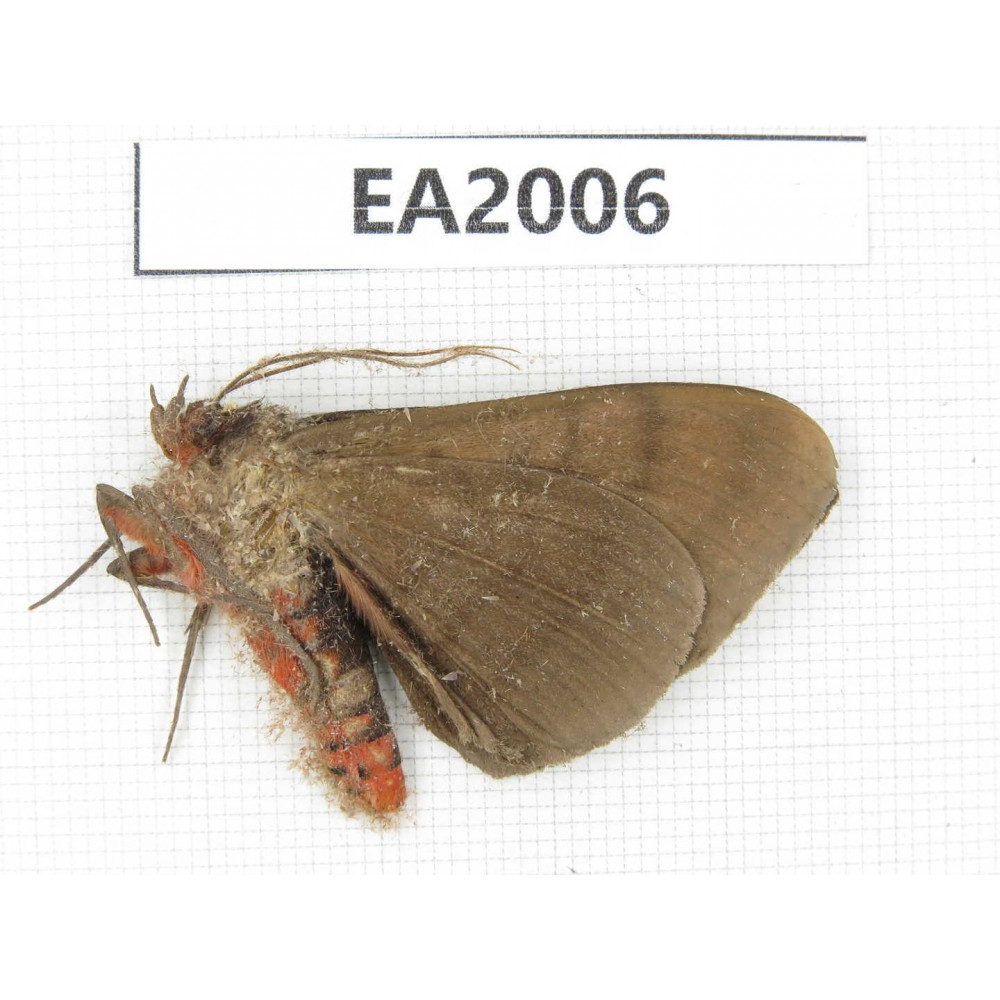 Noctuidae sp. China, S of Yunnan, Dehong, Longchuan county. 1Pcs. EA2006.