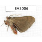 Noctuidae sp. China, S of Yunnan, Dehong, Longchuan county. 1Pcs. EA2006.