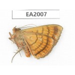 Noctuidae sp. China, S of Yunnan, Dehong, Longchuan county. 1Pcs. EA2007.