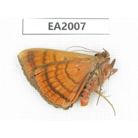 Noctuidae sp. China, S of Yunnan, Dehong, Longchuan county. 1Pcs. EA2007.