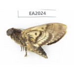 Sphingidae sp. China, S of Yunnan, Dehong, Longchuan county. 1Pcs. EA2024.