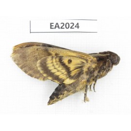 Sphingidae sp. China, S of Yunnan, Dehong, Longchuan county. 1Pcs. EA2024.
