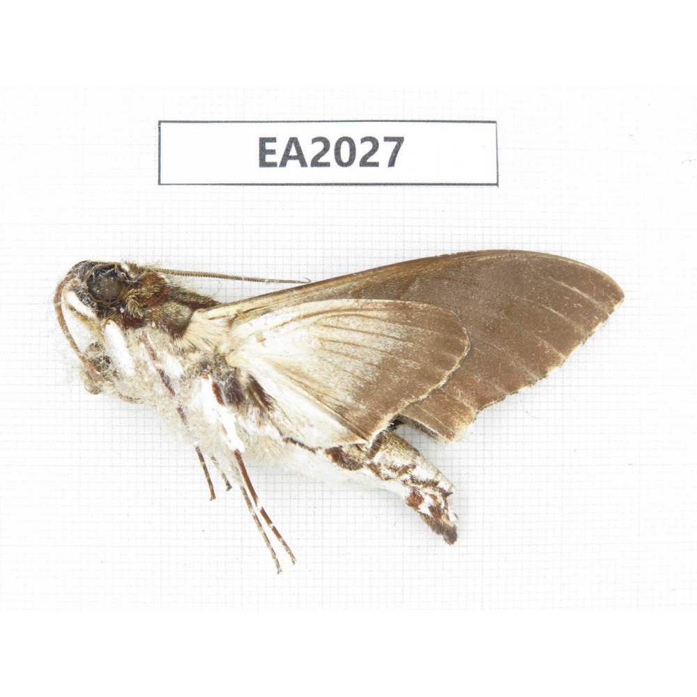 Sphingidae sp. China, S of Yunnan, Dehong, Longchuan county. 1Pcs. EA2027.