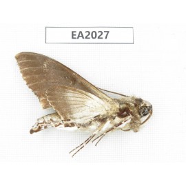Sphingidae sp. China, S of Yunnan, Dehong, Longchuan county. 1Pcs. EA2027.