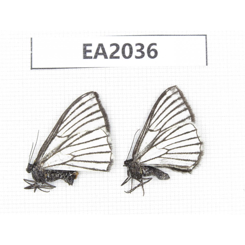 Day flying moths sp. China, NW of Yunnan, Xiangerila, S of Weixi county. 2Pcs. EA2036.