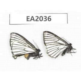 Day flying moths sp. China, NW of Yunnan, Xiangerila, S of Weixi county. 2Pcs. EA2036.