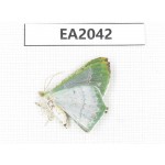 Geometridae sp. China, NW of Yunnan, Xiangerila, S of Weixi county. 1Pcs. EA2042.
