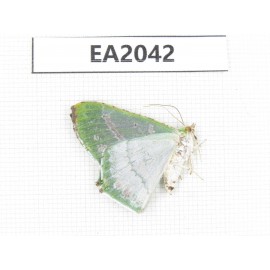 Geometridae sp. China, NW of Yunnan, Xiangerila, S of Weixi county. 1Pcs. EA2042.