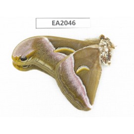Saturniidae sp. China, W of Yunnan, Dali area, S of Dali. 2M. EA2046.