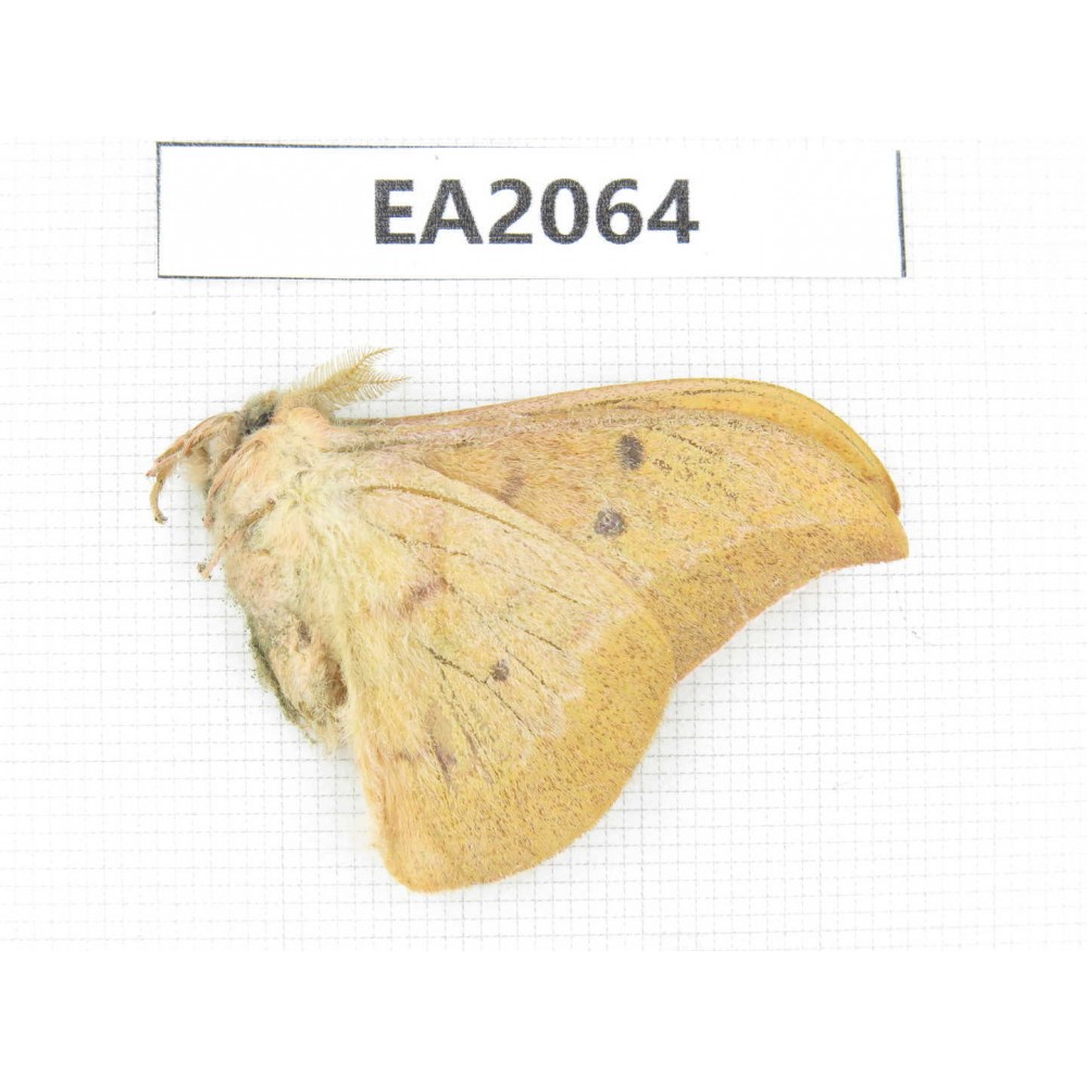 Saturniidae sp. China, Yunnan, Nujiang, N of Mt.Nushan. 1M. EA2064.