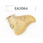 Saturniidae sp. China, Yunnan, Nujiang, N of Mt.Nushan. 1M. EA2064.