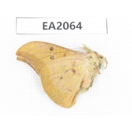 Saturniidae sp. China, Yunnan, Nujiang, N of Mt.Nushan. 1M. EA2064.