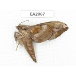 Sphingidae sp. China, NW Yunnan, Nujiang, N of Mt.Nushan.1Pcs. EA2067.