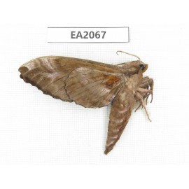 Sphingidae sp. China, NW Yunnan, Nujiang, N of Mt.Nushan.1Pcs. EA2067.