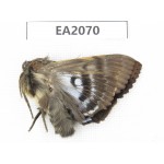 Noctuidae sp. China, NW Yunnan, Nujiang, N of Mt.Nushan. 1Pcs. EA2070.