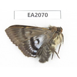 Noctuidae sp. China, NW Yunnan, Nujiang, N of Mt.Nushan. 1Pcs. EA2070.