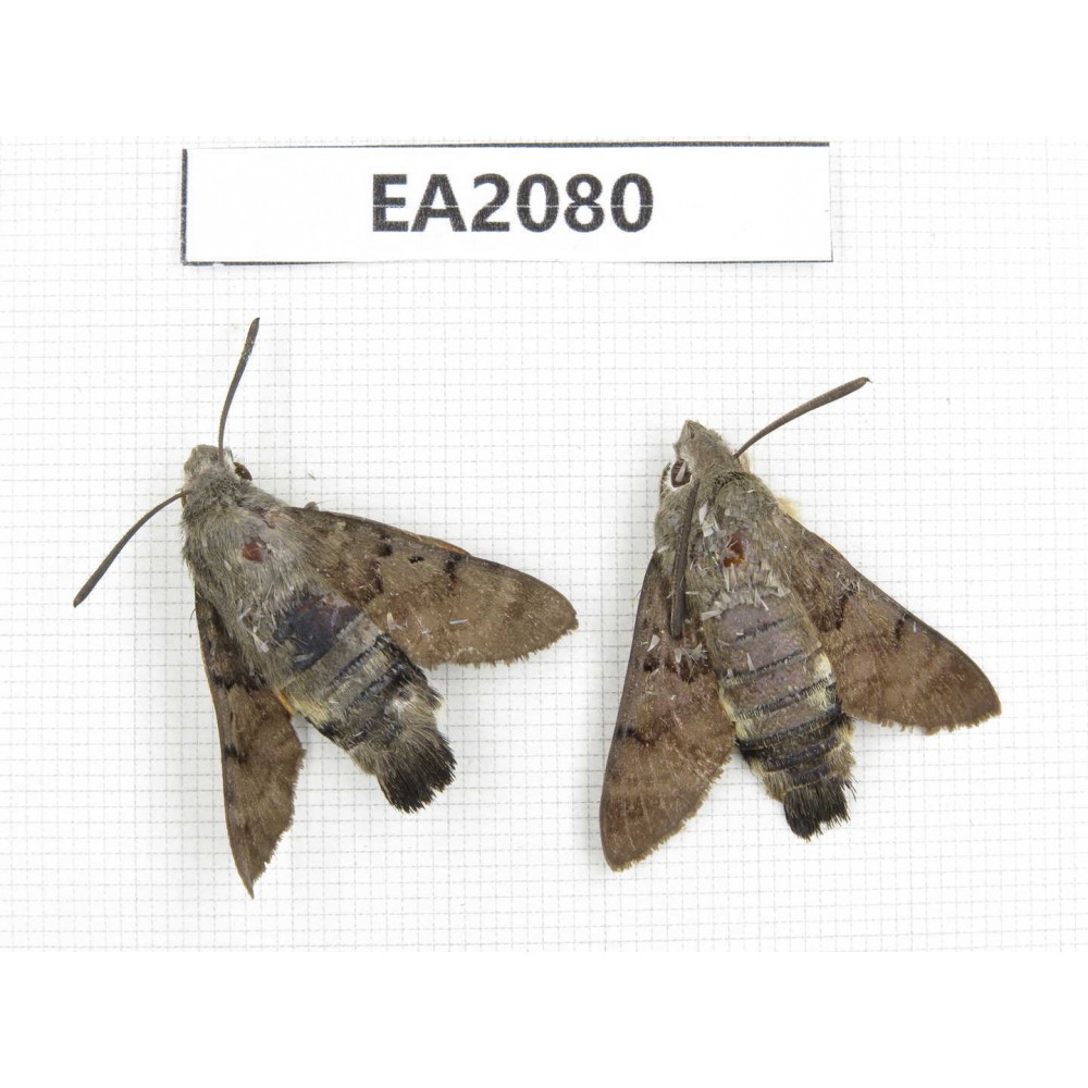 Sphingidae sp. China, Anhui, Hefei. 2Pcs. EA2080.