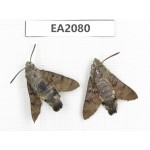 Sphingidae sp. China, Anhui, Hefei. 2Pcs. EA2080.