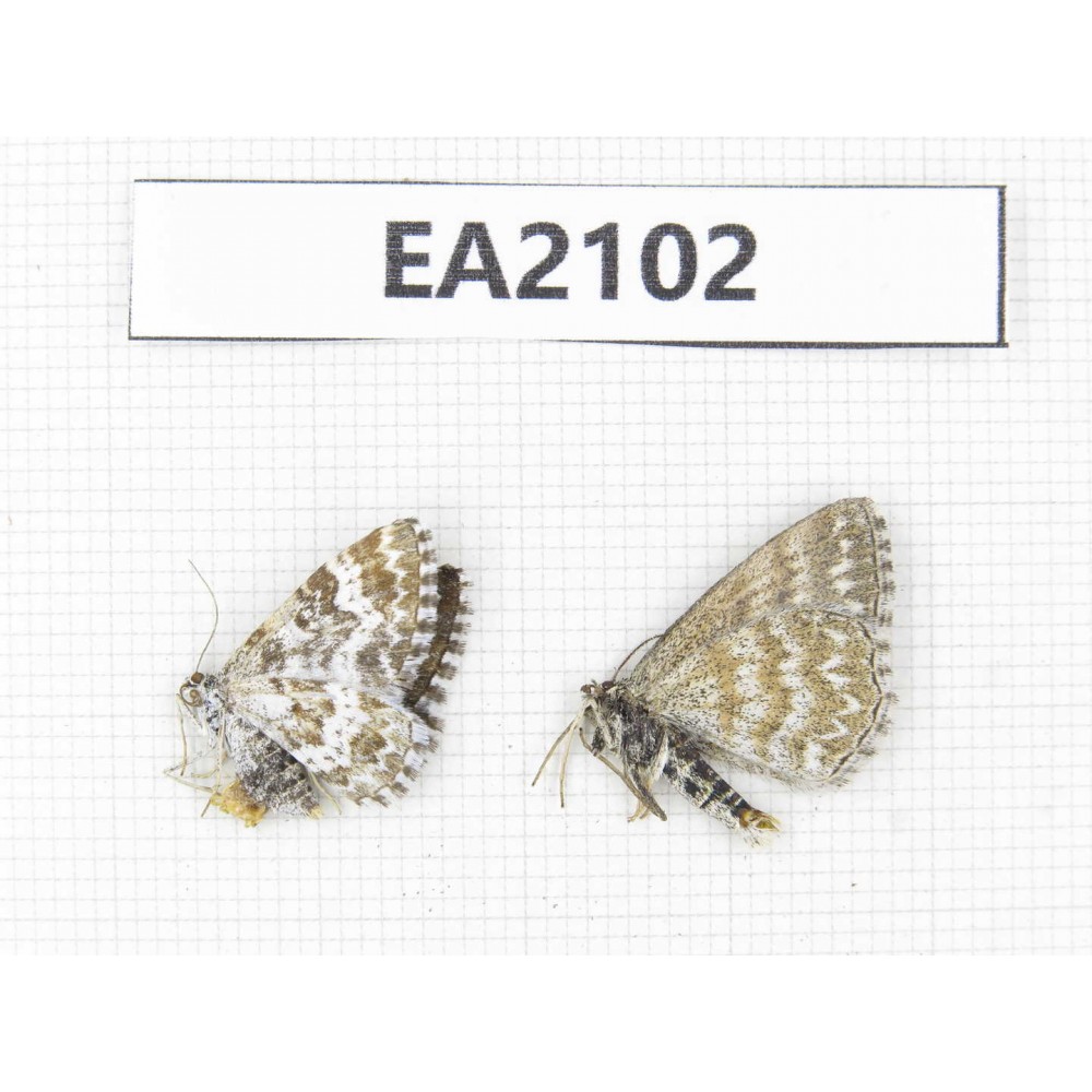 Day flying moths sp. China, Xinjiang, Aletai area, Buerjin county. 2Pcs. EA2102.