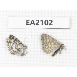 Day flying moths sp. China, Xinjiang, Aletai area, Buerjin county. 2Pcs. EA2102.