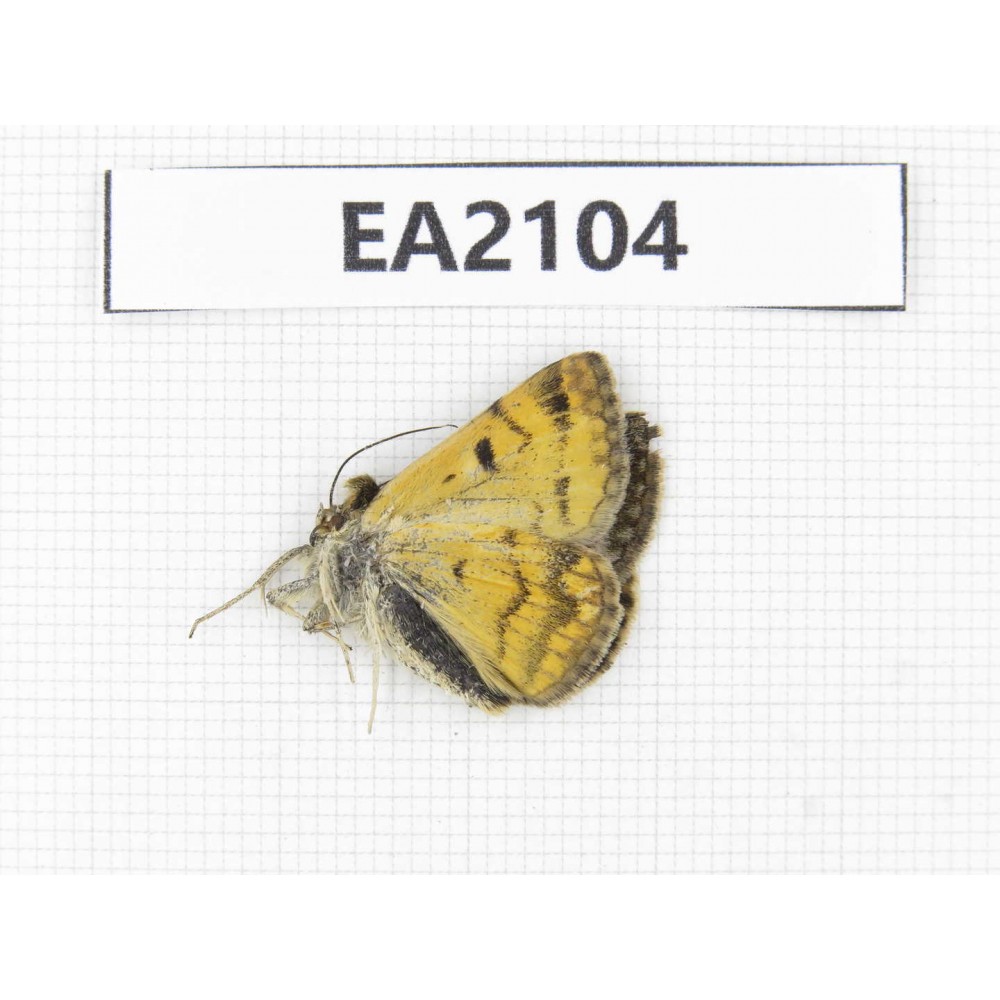 Day flying moths sp. China, Xinjiang, Aletai area, Buerjin county. 1Pcs. EA2104.