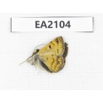Day flying moths sp. China, Xinjiang, Aletai area, Buerjin county. 1Pcs. EA2104.