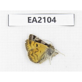 Day flying moths sp. China, Xinjiang, Aletai area, Buerjin county. 1Pcs. EA2104.