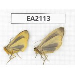 Arctiidae sp. China, Tibet, Xigaze, Jilong county.2Pcs. EA2113.