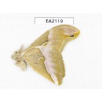 Saturniidae sp. China, SW of Yunnan, Longchuan county. 1M. EA2119.