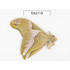Saturniidae sp. China, SW of Yunnan, Longchuan county. 1M. EA2119.