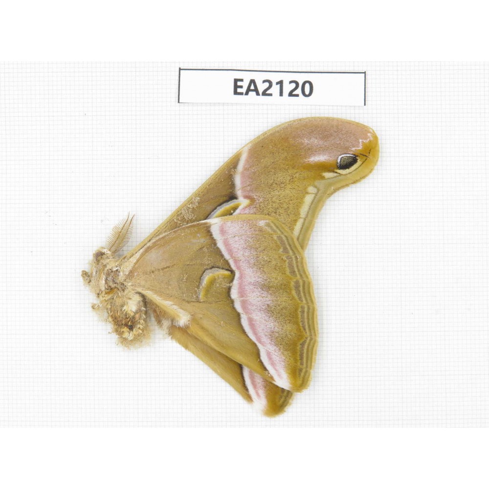 Saturniidae sp. China, SW of Yunnan, Longchuan county. 1M. EA2120.