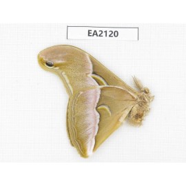 Saturniidae sp. China, SW of Yunnan, Longchuan county. 1M. EA2120.