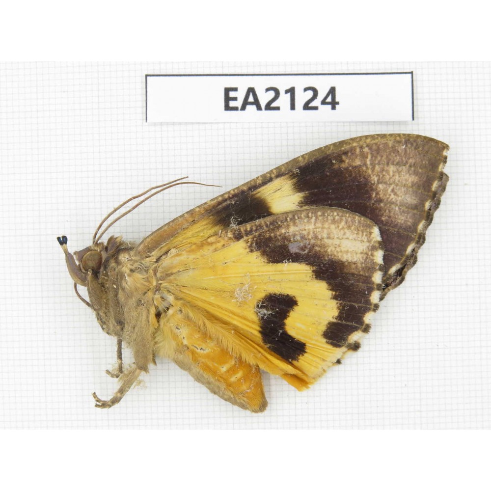 Noctuidae sp. China, SW of Yunnan, Longchuan county. 1Pcs. EA2124.