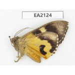Noctuidae sp. China, SW of Yunnan, Longchuan county. 1Pcs. EA2124.