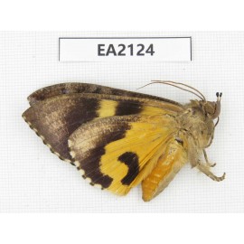 Noctuidae sp. China, SW of Yunnan, Longchuan county. 1Pcs. EA2124.