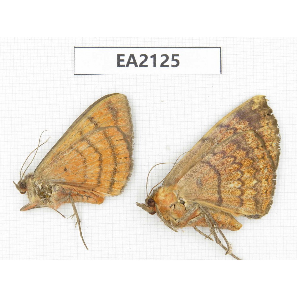 Noctuidae sp. China, SW of Yunnan, Longchuan county. 2Pcs. EA2125.