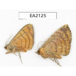 Noctuidae sp. China, SW of Yunnan, Longchuan county. 2Pcs. EA2125.