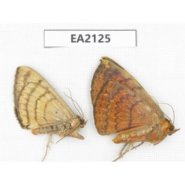 Noctuidae sp. China, SW of Yunnan, Longchuan county. 2Pcs. EA2125.