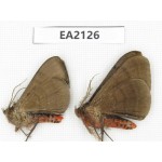 Noctuidae sp. China, SW of Yunnan, Longchuan county. 2Pcs. EA2126.