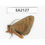Noctuidae sp. China, SW of Yunnan, Longchuan county. 1Pcs. EA2127.