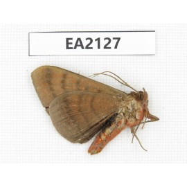 Noctuidae sp. China, SW of Yunnan, Longchuan county. 1Pcs. EA2127.