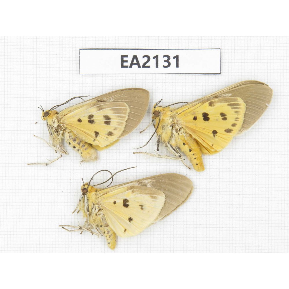 Arctiidae sp. China, SW of Yunnan, Dehong,  Longchuan county. 3Pcs. EA2131.