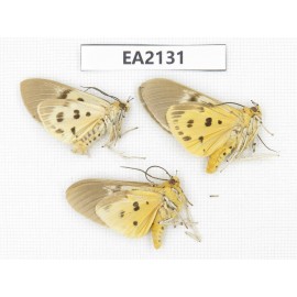 Arctiidae sp. China, SW of Yunnan, Dehong,  Longchuan county. 3Pcs. EA2131.