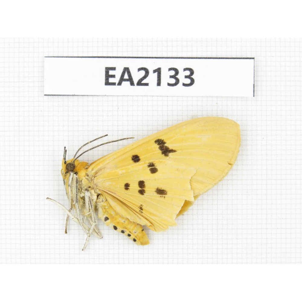 Arctiidae sp. China, SW of Yunnan, Dehong,  Longchuan county. 1Pcs. EA2133.