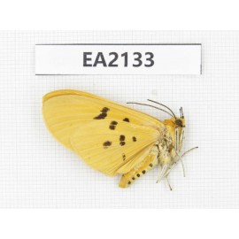 Arctiidae sp. China, SW of Yunnan, Dehong,  Longchuan county. 1Pcs. EA2133.