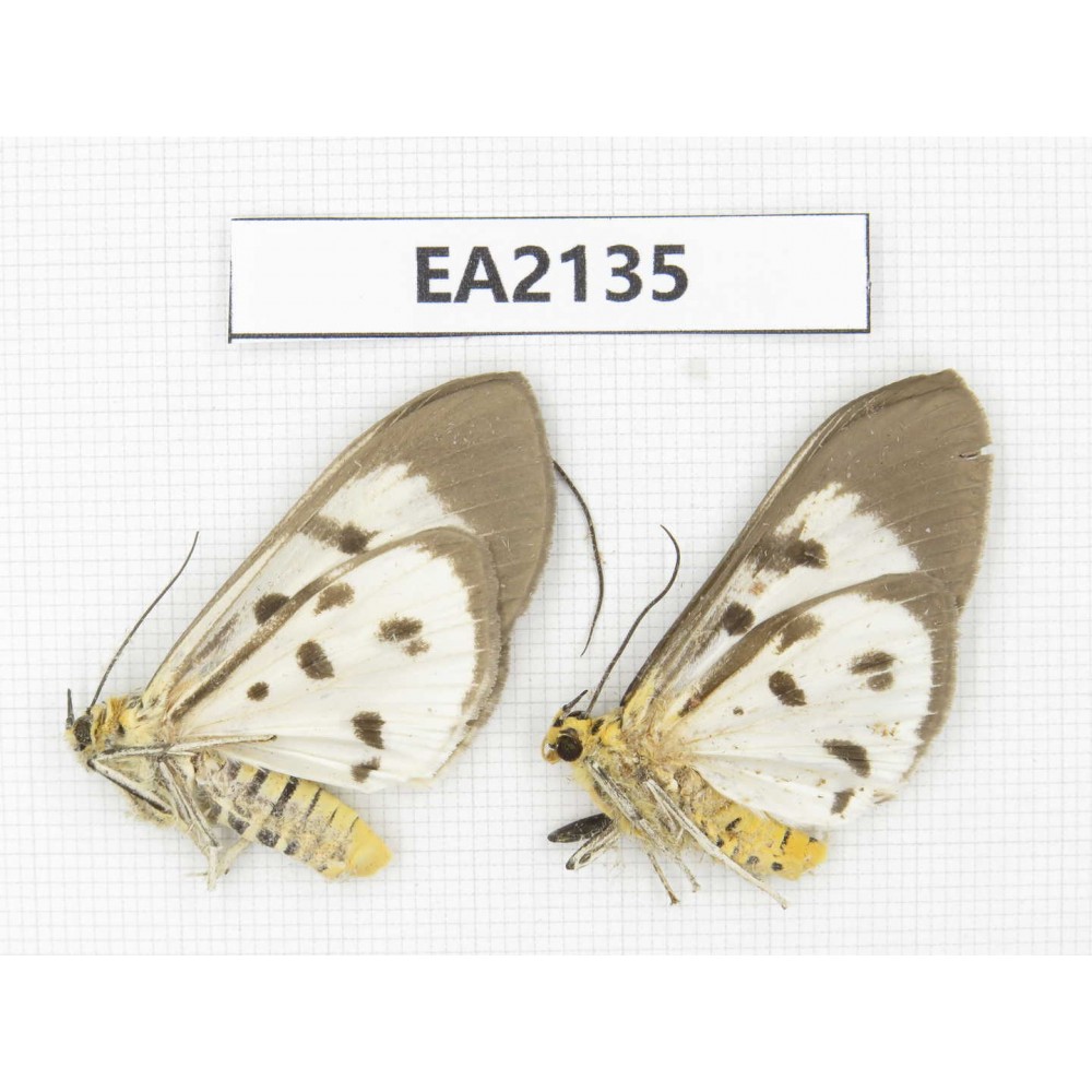 Arctiidae sp. China, SW of Yunnan, Dehong,  Longchuan county. 2Pcs. EA2135.