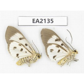 Arctiidae sp. China, SW of Yunnan, Dehong,  Longchuan county. 2Pcs. EA2135.